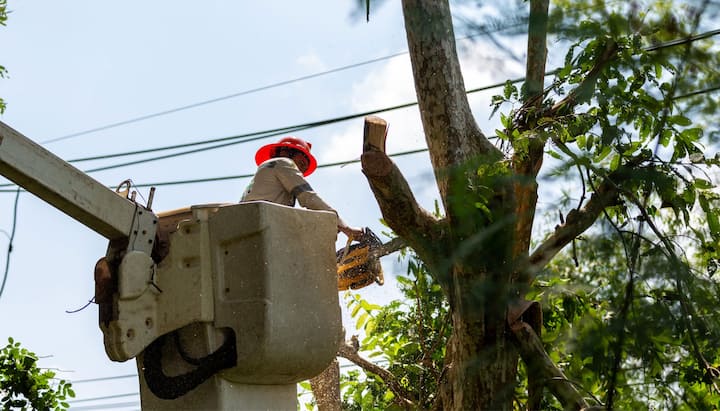 A professional chopping down a tree with a saw in Chicago, IL.