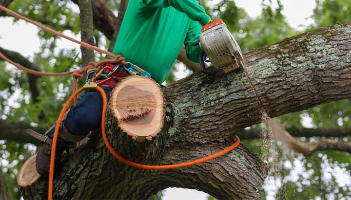 A tree being trimmed in Chicago, IL.