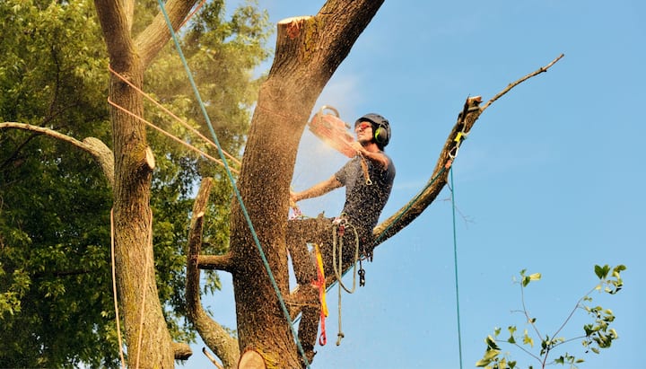 A tree trimming expert chopping down a tree in Chicago, IL.