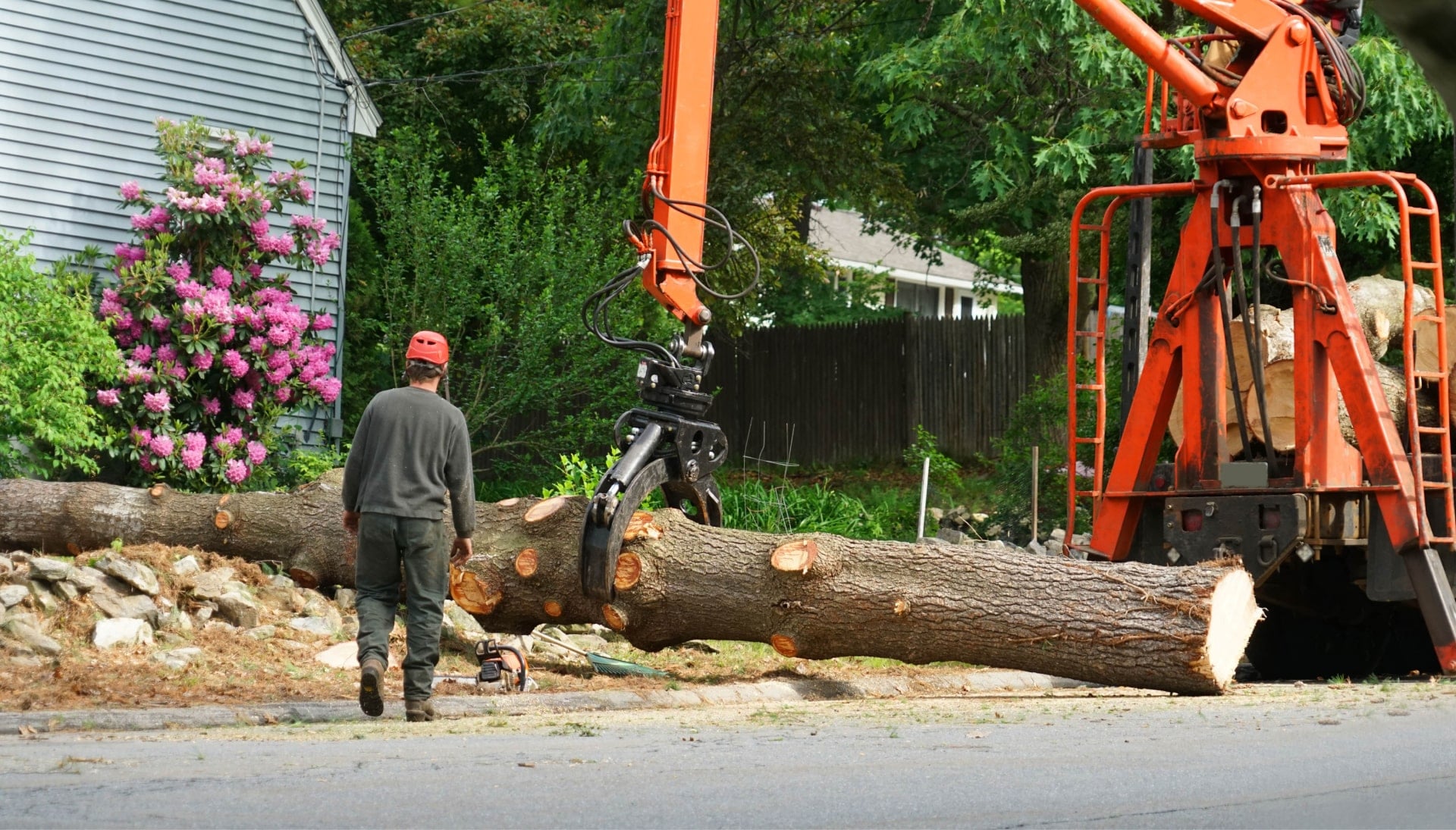 A tree knocked over by tree trimming professionals in Chicago, IL.