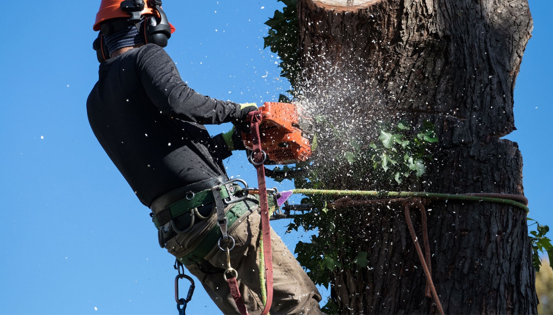 A tree trimming expert chopping a tree in Chicago, IL.